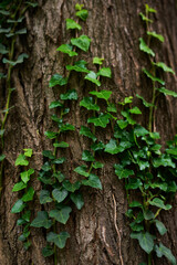 Beautiful natural texture of a climbing green ivy