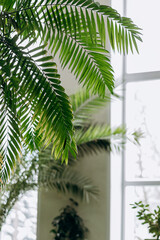A fragment of the interior with potted indoor plants and palm trees.Outside the window is a snow-covered landscape.Home gardening.Houseplants and urban jungle concept.Biophilia design.Selective focus.