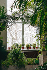 A fragment of the interior with potted indoor plants and palm trees.Outside the window is a snow-covered landscape.Home gardening.Houseplants and urban jungle concept.Biophilia design.Selective focus.