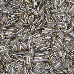 sunflower seed background
