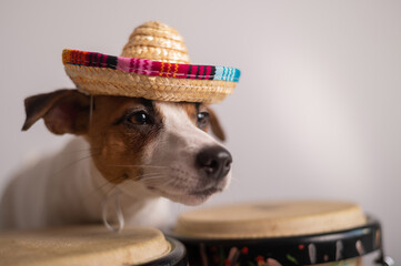 A funny dog in a sombrero plays mini bongo drums. Jack Russell Terrier in a straw hat next to a...