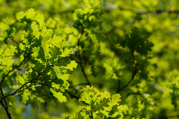 Fototapeta na wymiar Young oak leaves on green background in natural light. Sharp sunlight. Natural background. Empty space on the left side of the photo. Springtime. Summer.