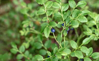 Ripe blueberry berries and green leaves on a branch in a forest glade, close up. Selective focus. Close-up.
