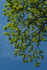 Branches and young and green leaves of oak tree against blue sky and clouds in natural light. Selective focus. Vertical frame. Sharp sunlight. Natural background. Forest. Spring. Summer.