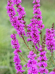 Purple flowers of Lythrum salicaria on a natural background. Close-up. Yellow wildflowers.