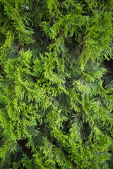 thuja smaragd closeup photo. green leaves of needles