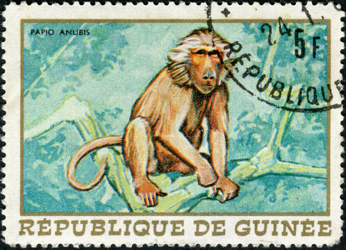 GUINEA - CIRCA 1968: stamp printed by Guinea, shows monkey