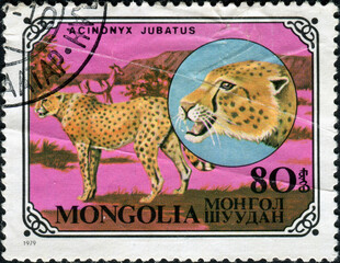 MONGOLIA - CIRCA 1979: a stamp printed in Mongolia shows Cheetah, Acinonyx Jubatus