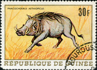 Guinea - CIRCA 1968: Stamp printed in Guinea shows the image of a African Warthog
