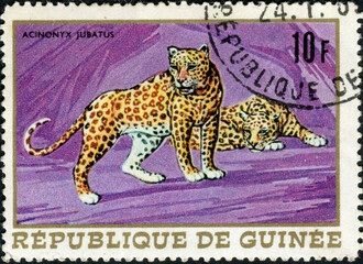GUINEA - CIRCA 1968: A stamp printed by Guinea shows Leopards