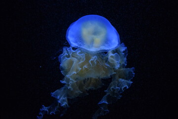 blue jellyfish in the aquarium