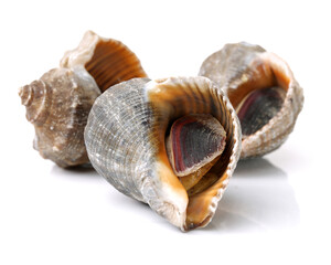 live conch on white background