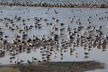 Fototapeta na wymiar Flock of seagulls on the beach. Selective focus.