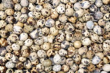 quail eggs background