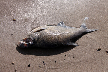 Toter angefressener Fisch am Strand liegend