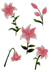 
Collection of illustrations of flowers. Pink lily from different angles on an isolated background for cards and banners
