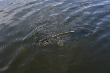 Summer fishing, pike fishing, spinning on the lake