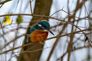 Eisvogel - Kingfisher