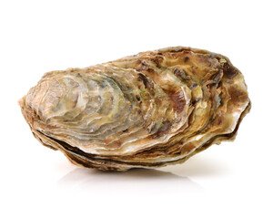 Fresh oyster on white background