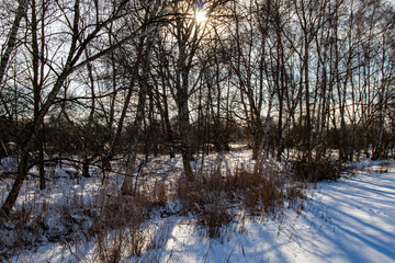 Winterwald mit Sonne