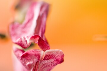vertrocknete Tulpe in pink, rosa, weiß, grün und orange
