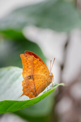 Tropical butterfly resting on a leaf