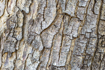 Closeup wood bark texture background, natural wood pattern background