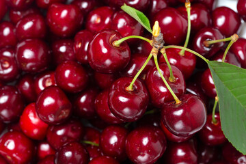 Bunch of sweet cherries with green leaves. top view