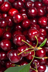 a bunch of juicy and ripe cherries with green leaves. view from above