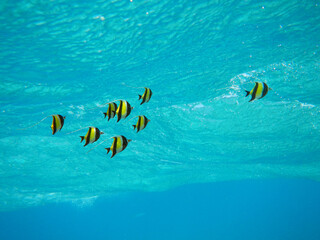 Moorish Idol fishes near Oahu beach in Hawaii.