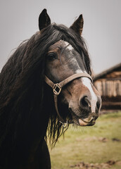 Close up horse portrait