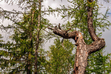 Old trunk of larch with tiny needles on the blue background of grey sky. Wild plants in the forest