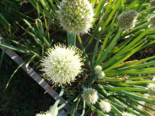 kailyard, garden, onions, green onions, onion feathers, onion flower, onion seeds, natural growth, summer, nature, plant, flower, green, macro