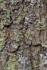 Dry oak bark with moss close-up. Background image