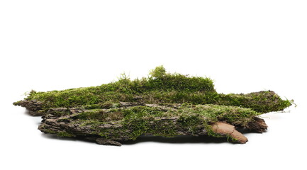 Moss on tree bark, mossy wood isolated on white background