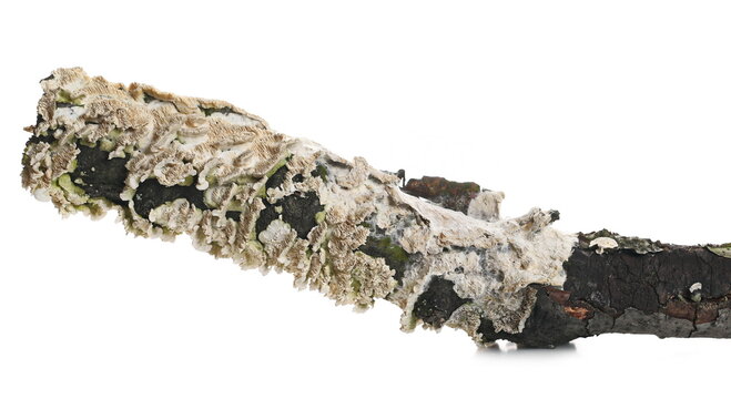 Schizopora paradoxa spores on tree branch, wood isolated on white background