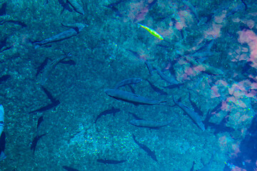 魚の影がくっきりとする澄んだ水