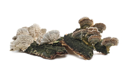 Fungus, fungi isolated on white background