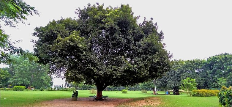 Large Arjuna Tree In Beautiful Indian Park 