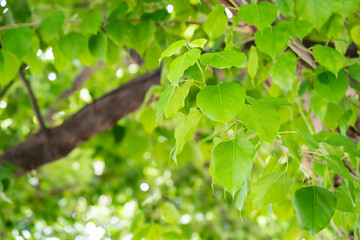 Fototapeta na wymiar Bodhi Tree leaf green background.