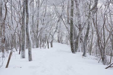 雪道