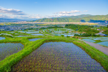 のどかな棚田風景