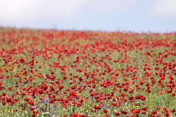 field of red Tulips