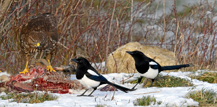 Buzzard (Buteo buteo) and magpies (Pica pica) feeding on Carrion // Mäusebussard  und Elstern  fressen an einem Kadaver