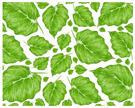 Ecology Concepts, Illustration of Green Leaves of Elephant Ear, Philodendron or Colocasia Plants Background.
