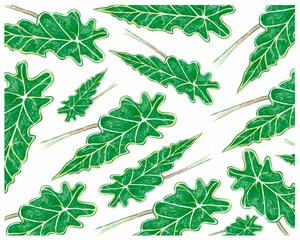 Ecology Concepts, Illustration Background of Golden Pothos, Hunter's Robe, Ivy Arum, Money Plant or Silver Vine Creeper Plants.
