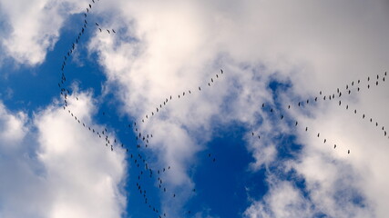 Zugvögel / Migratory birds