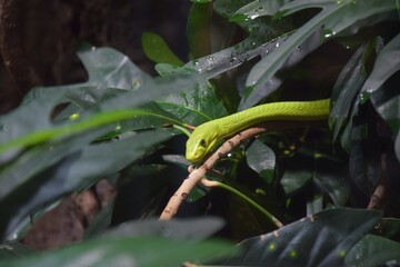 mamba snake close up