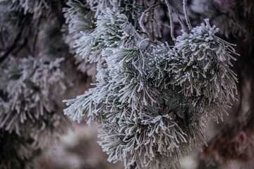 frozen treees - white snowflakes