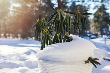 potted evergreen rhododendron covered with snow in sunny winter day. plant dormancy and hibernation
